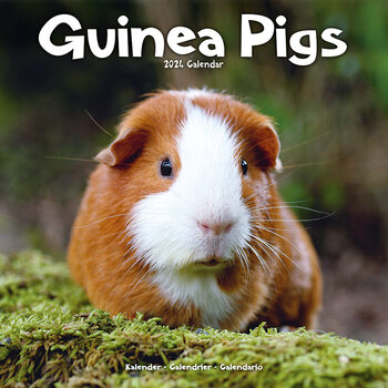 Kalendar 2024 Guinea Pigs