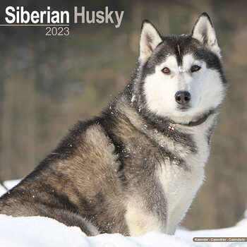 Kalendar 2023 Siberian Husky