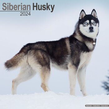 Kalendar 2024 Siberian Husky