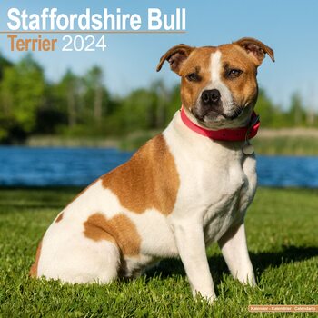 Kalendar 2024 Staffordshire Bull Terrier