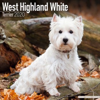 West Highland Terrier Kalendar 2020