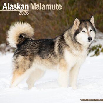 Kalendarz 2026 Alaskan Malamute