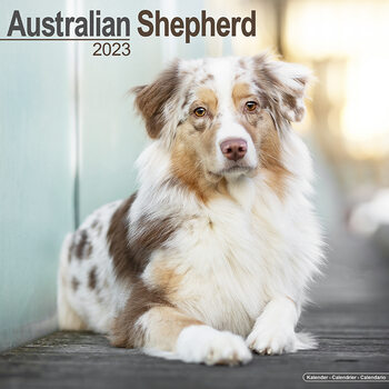 Kalendarz 2023 Australian Shepherd