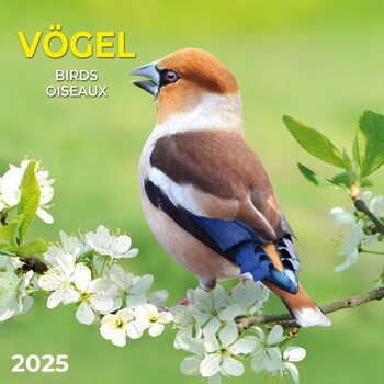 Kalendarz 2027 Birds