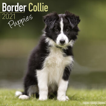 Kalendarz 2027 Border Collie