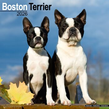 Kalendarz 2027 Boston Terrier