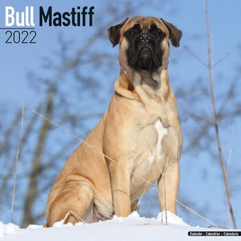 Bull Mastiff Kalendarz 2022