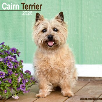 Kalendarz 2026 Cairn Terrier