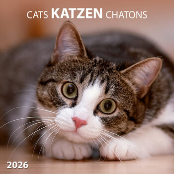 Kalendarz 2027 Cats