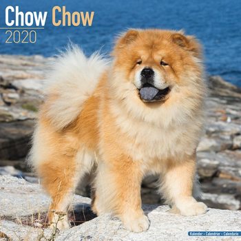 Kalendarz 2027 Chow Chow