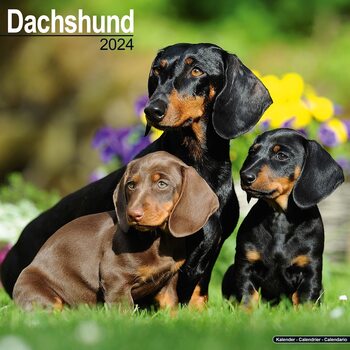 Kalendarz 2024 Dachshund