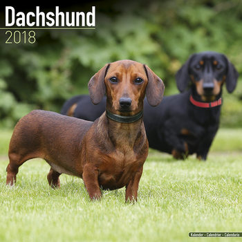 Kalendarz 2027 Dachshund