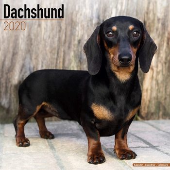 Kalendarz 2027 Dachshund