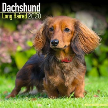 Kalendarz 2027 Dachshund