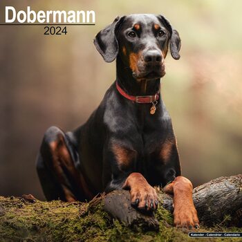 Kalendarz 2024 Dobermann