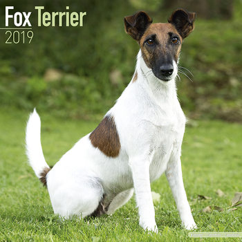 Kalendarz 2027 Fox Terrier