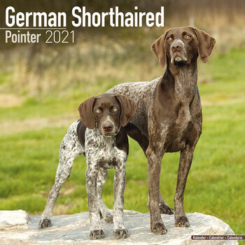Kalendarz 2027 German ShortHair Pointer