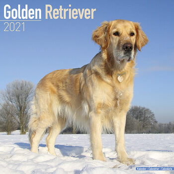 Kalendarz 2027 Golden Retriever