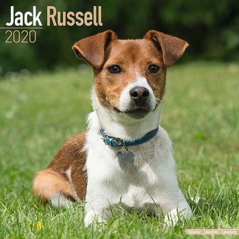 Kalendarz 2027 Jack Russell