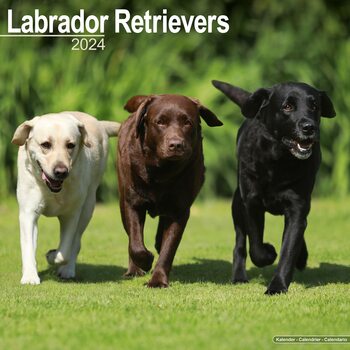Kalendarz 2024 Labrador Ret (Mixed)