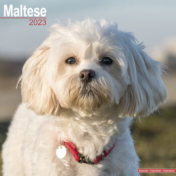 Kalendarz 2027 Maltese