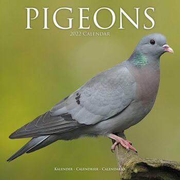 Kalendarz 2027 Pigeons