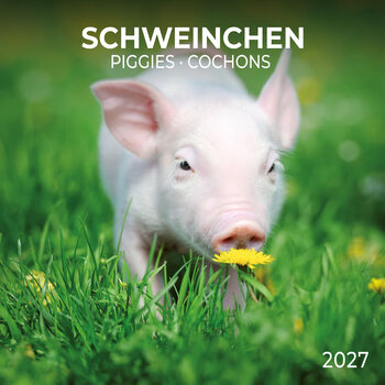 Kalendarz 2027 Piggies