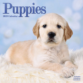Kalendarz 2027 Puppies