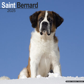 Kalendarz 2027 Saint Bernard