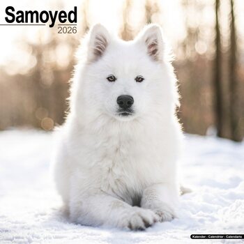 Kalendarz 2027 Samoyed