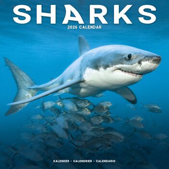 Kalendarz 2027 Sharks