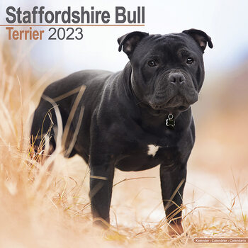 Kalendarz 2023 Staffordshire Bull Terrier
