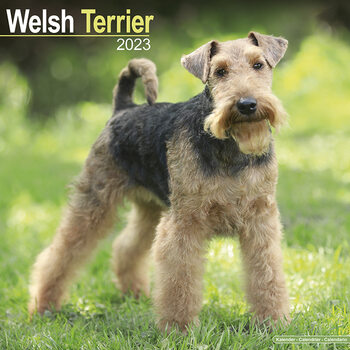 Kalendarz 2027 Welsh Terrier