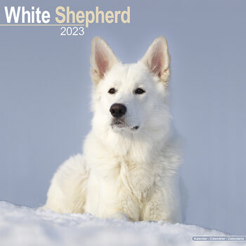 Kalendarz 2027 White Shepherd