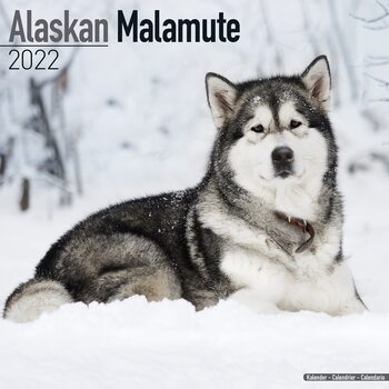 Kalender 2027 Alaskan Malamute