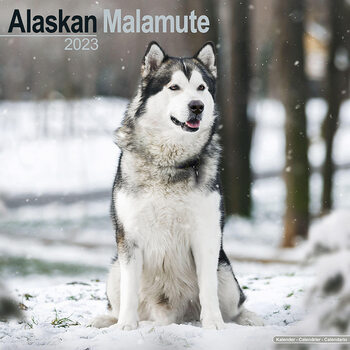 Kalender 2027 Alaskan Malamute