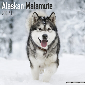 Kalender 2027 Alaskan Malamute