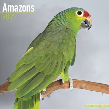 Kalender 2027 Amazons
