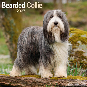 Kalender 2027 Bearded collie