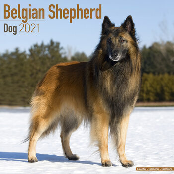Kalender 2027 Belgian Shepherd Dog
