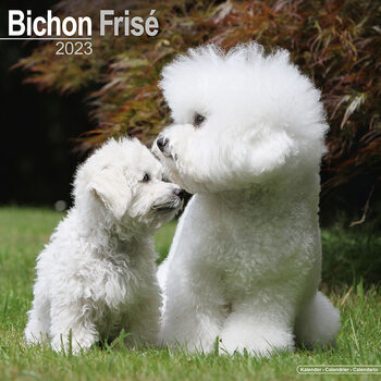 Kalender 2027 Bichon Frise