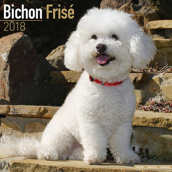 Kalender 2027 Bichon Frise