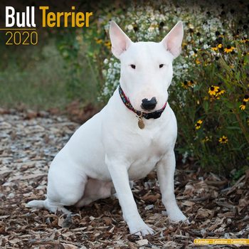 Kalender 2027 Bull Terrier