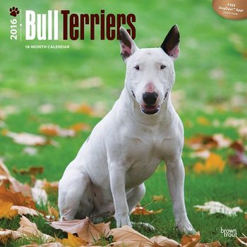 Kalender 2027 Bullterrier