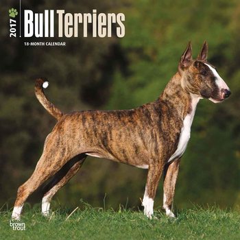 Kalender 2027 Bullterrier