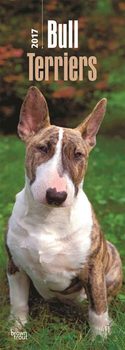 Kalender 2027 Bullterrier
