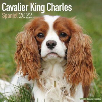Kalender 2027 Cavalier King Charles