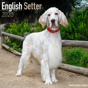 Kalender 2027 English Setter