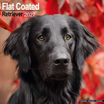 Kalender 2027 Flatcoated retriever
