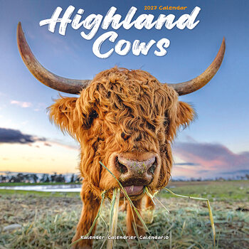 Kalender 2027 Highland cattle